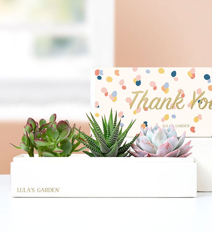 Thank You Succulents by Lula’s Garden®
